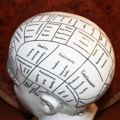 Porcelain Phrenology Head Medical Decor Large